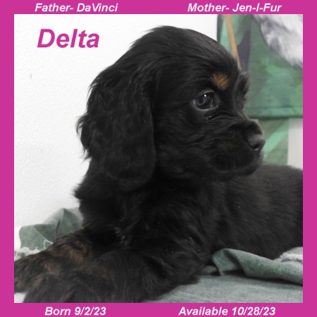 puppy, for, sale, Cocker Spaniel, Joe & Cherri  Overlease, dog, breeder, Miller, MO, dog-breeder, puppy-for-sale, forsale, nearby, find, puppyfind, locator, puppylocator, aca